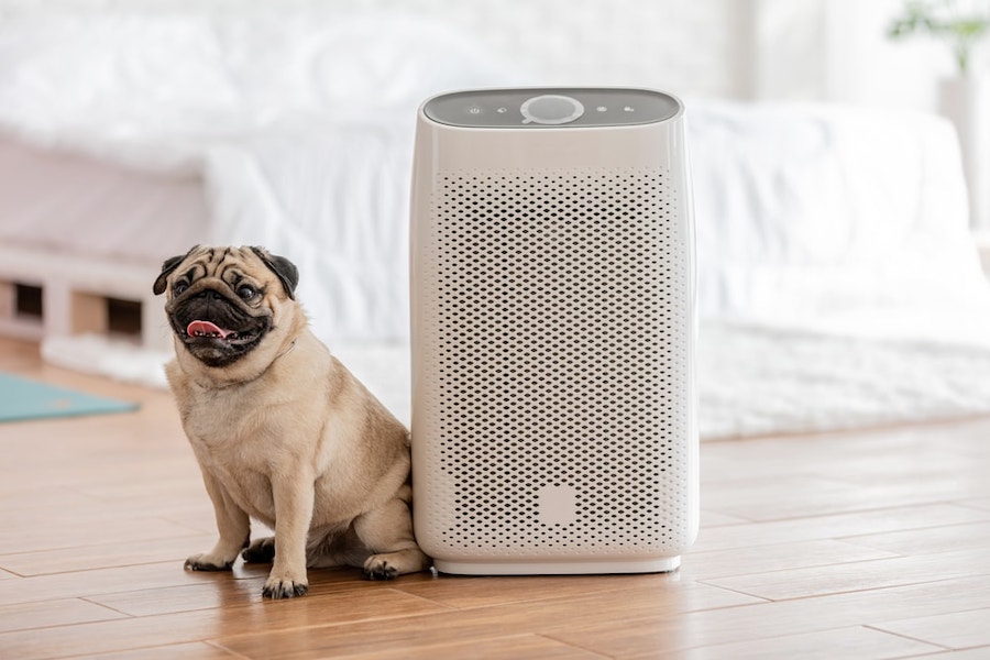 The 6 Best Air Purifier for Pets in 2024